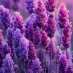 n11